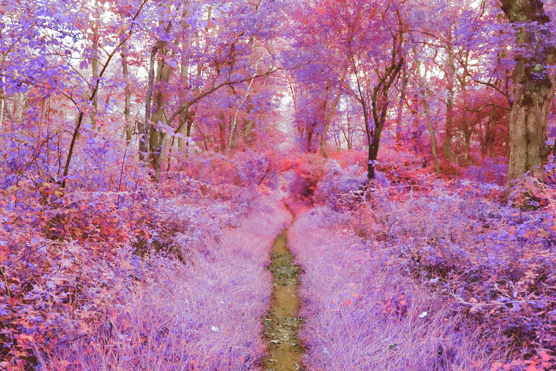 Inverted nature scene